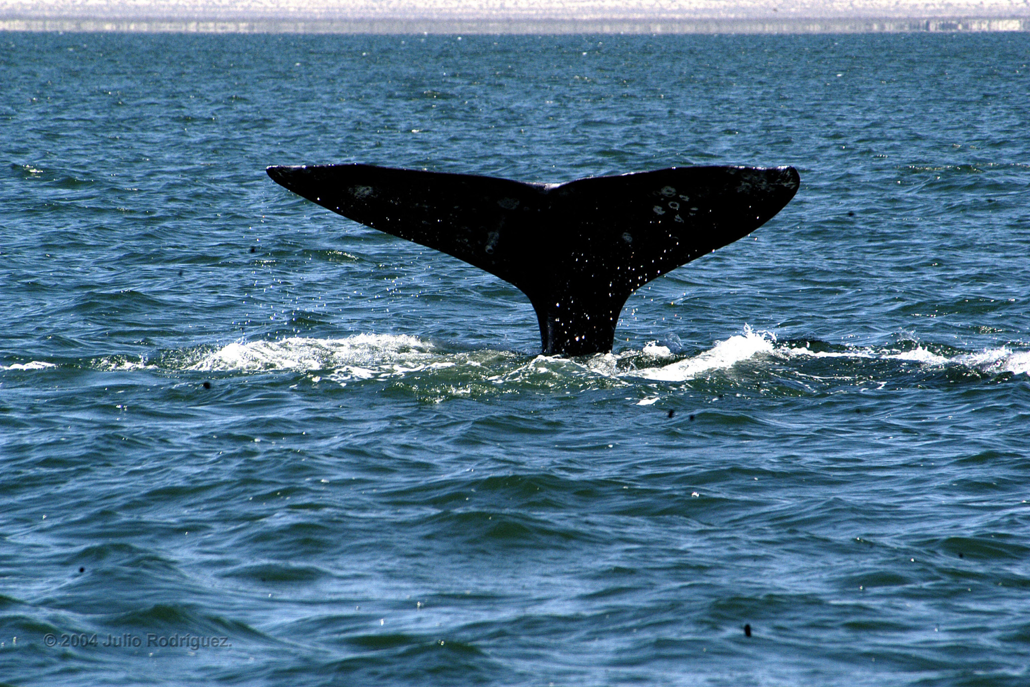 Encuentro de la ballena gris en Ensenada, ¡experiencia de vida!