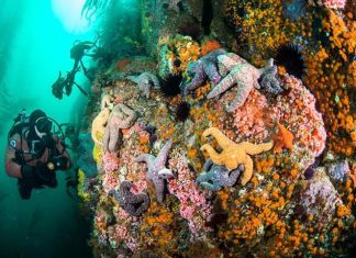 Conoce los mejores sitios para bucear en Baja California