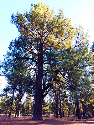 El Magno o El Anciano, el pino de 800 años de antigüedad...