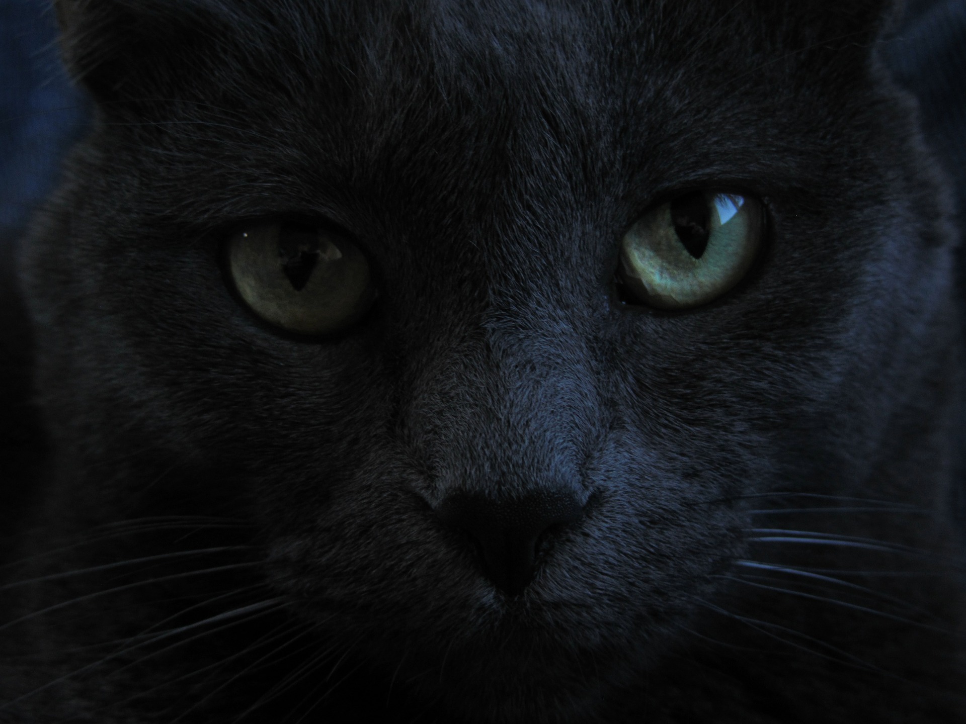 Podcast: La señora homeless y su gato negro