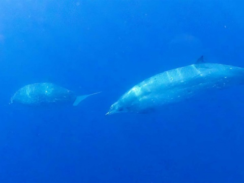 Investigadores creen haber encontrado nueva especie de ballena frente a México