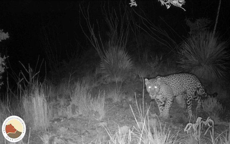 Hábitats potenciales de jaguares en la frontera México-Estados Unidos identificados por investigadores de la Universidad de Arizona