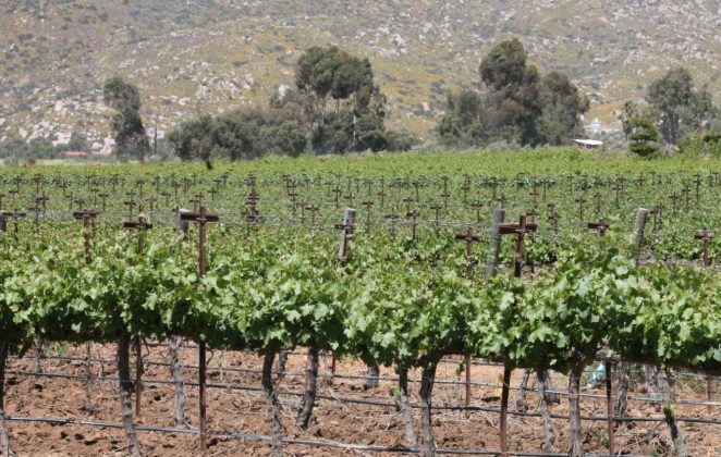El vino de Baja California: terroir y enoturismo