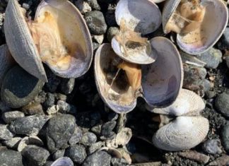 La ola de calor en Estados Unidos cocina literalmente las almejas en una playa en Washington