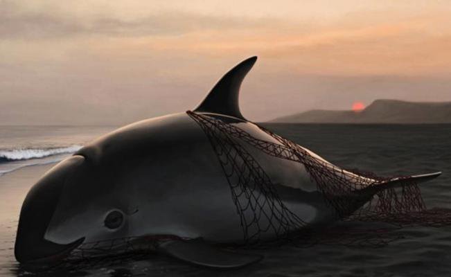 Estados Unidos presiona a México para proteger vaquita marina