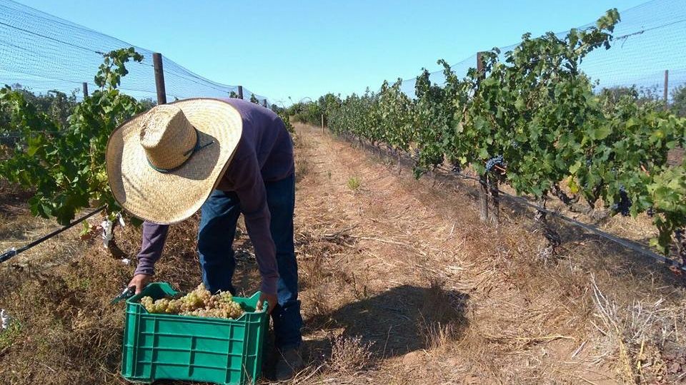 Valle de Guadalupe, en alerta: Turismo y urbanización 'acechan' la producción de vino