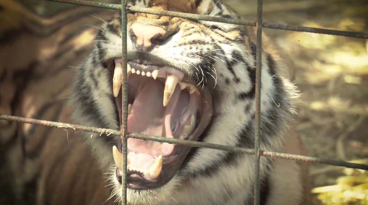 AZCARM y el Santuario Ostok trasladan a cientos de tigres a la India